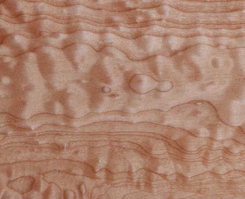 18 - Quilted Maple - Acer macrophyllum